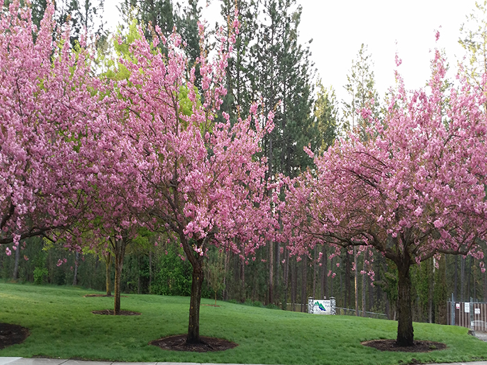 Polities Park flowering trees